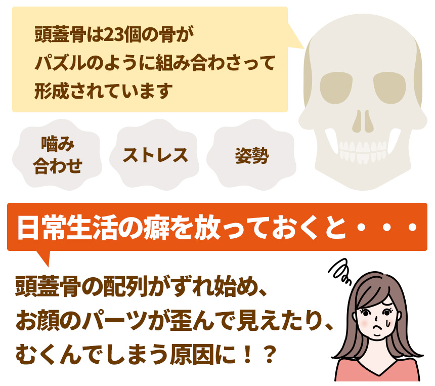 頭蓋骨は23個の骨が パズルのように組み合わさって 形成されています